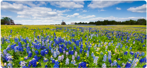 field of bluebonnets